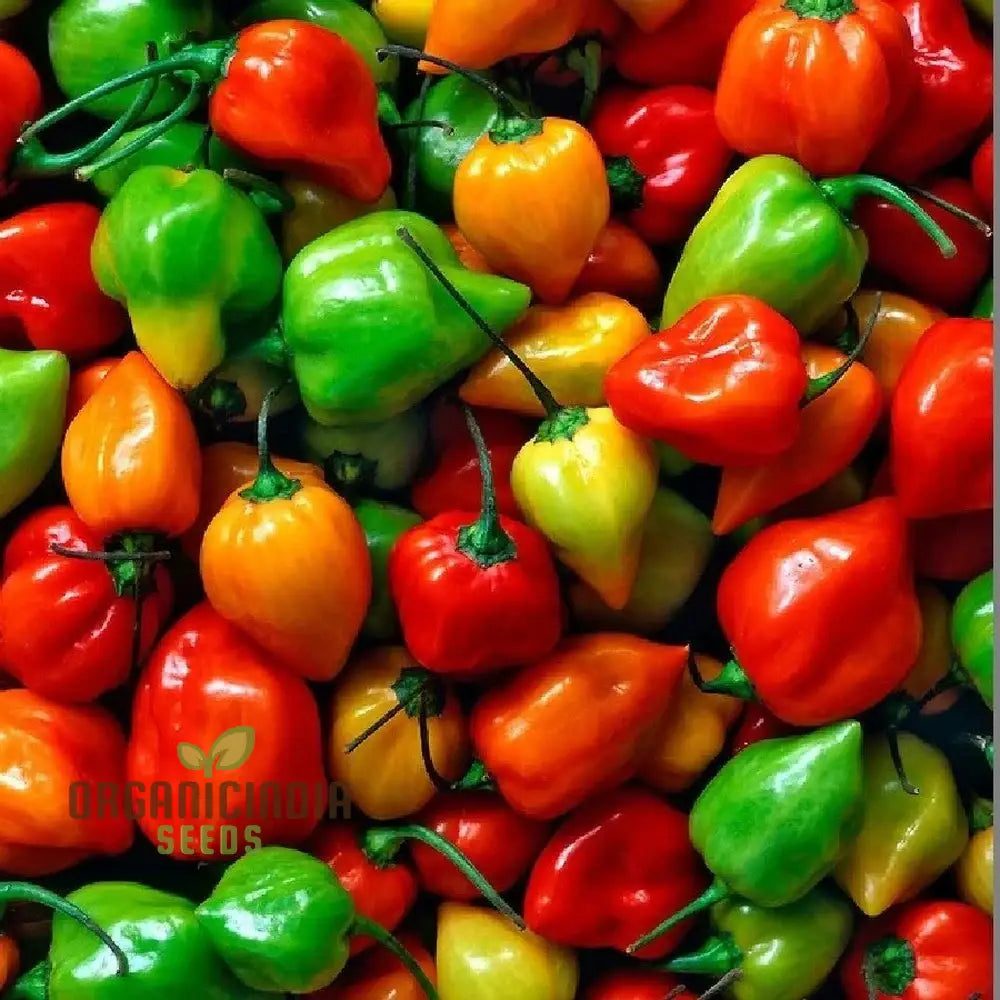 Habanero Chilli Mixed Seeds For Planting Premium Spicy Pepper For Your Garden