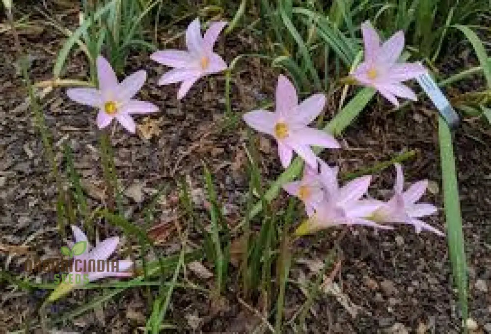 Habranthus Robustus Seeds For Vibrant Garden Blooms - Rare Perennial Flower Gardening Enthusiasts