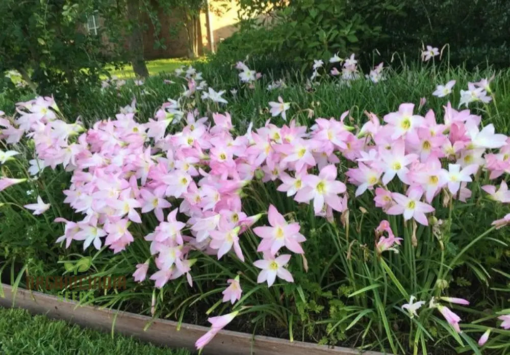 Habranthus Robustus Seeds For Vibrant Garden Blooms - Rare Perennial Flower Gardening Enthusiasts