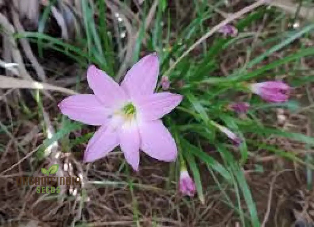 Habranthus Robustus Seeds For Vibrant Garden Blooms - Rare Perennial Flower Gardening Enthusiasts