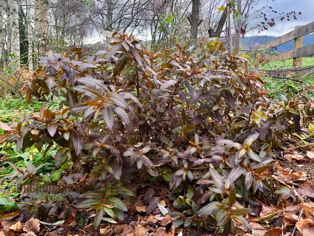 Haloragis Erecta Wellington Bronze Seeds - Rare Garden Gem: Exquisite Foliage For Elegance And Charm