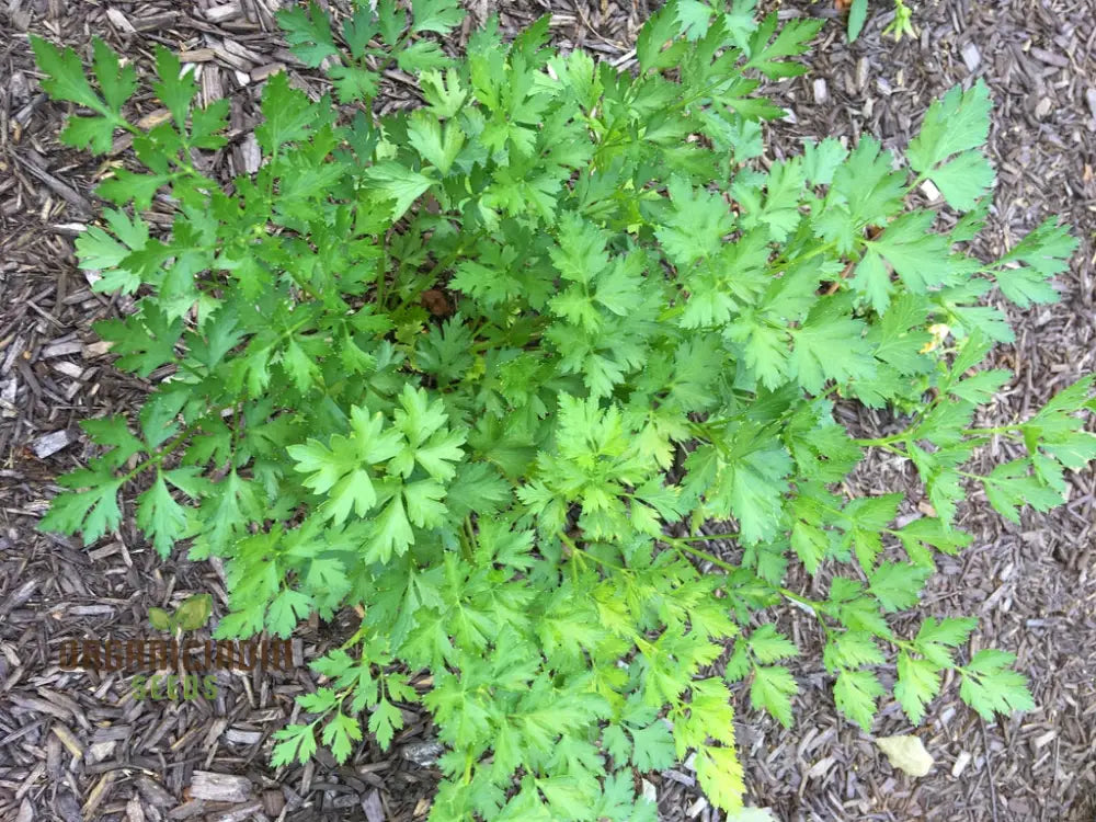 Hamburg Parsley Vegetable Seeds For Planting Heirloom Quality Home Garden