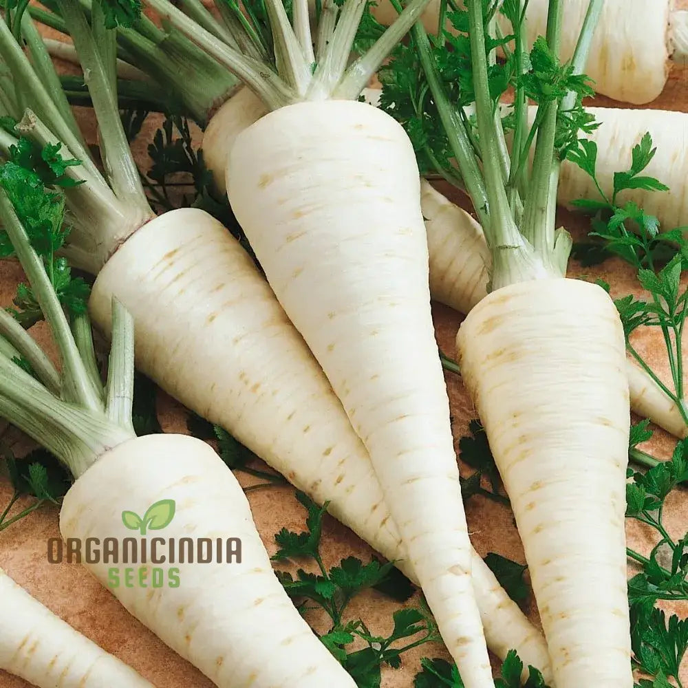 Hamburg Parsley Vegetable Seeds For Planting Heirloom Quality Home Garden