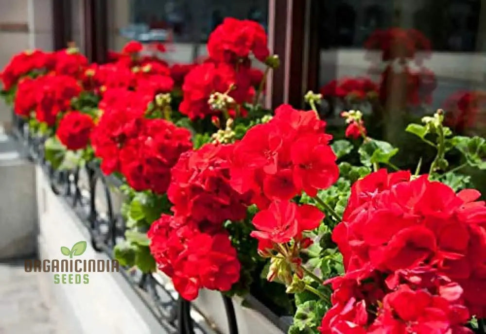 Hanging Bonsai Geranium Seeds For Planting - 100 Pcs Flower Seeds