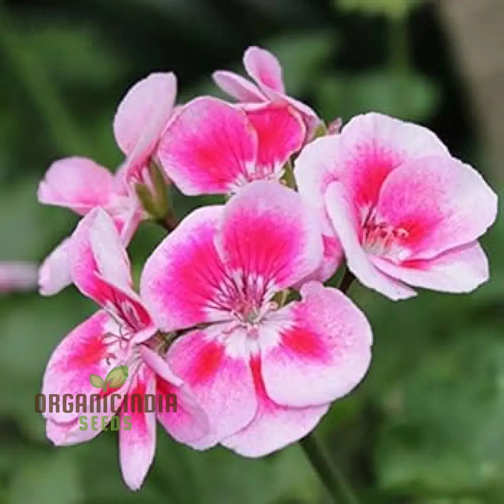 Hanging Bonsai Geranium Seeds For Planting - 100 Pcs Flower Seeds