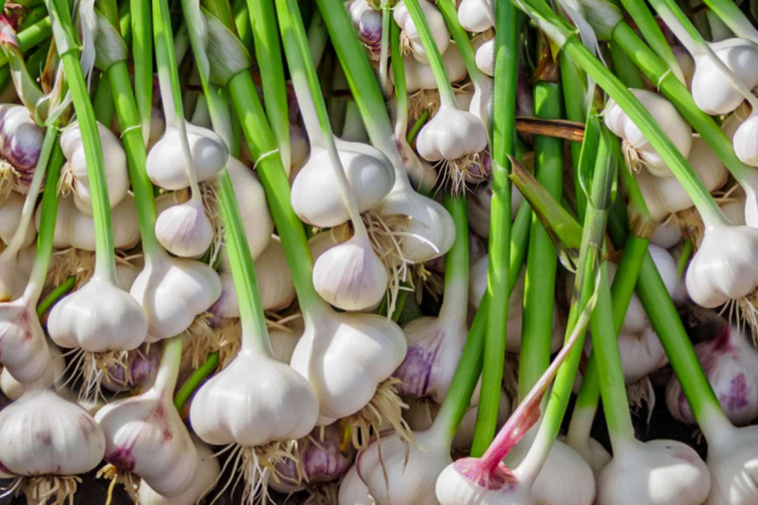 Solent Wight Garlic Bulbs for Planting - Ideal for Home Gardening, Culinary Delights, and High-Yield Harvests