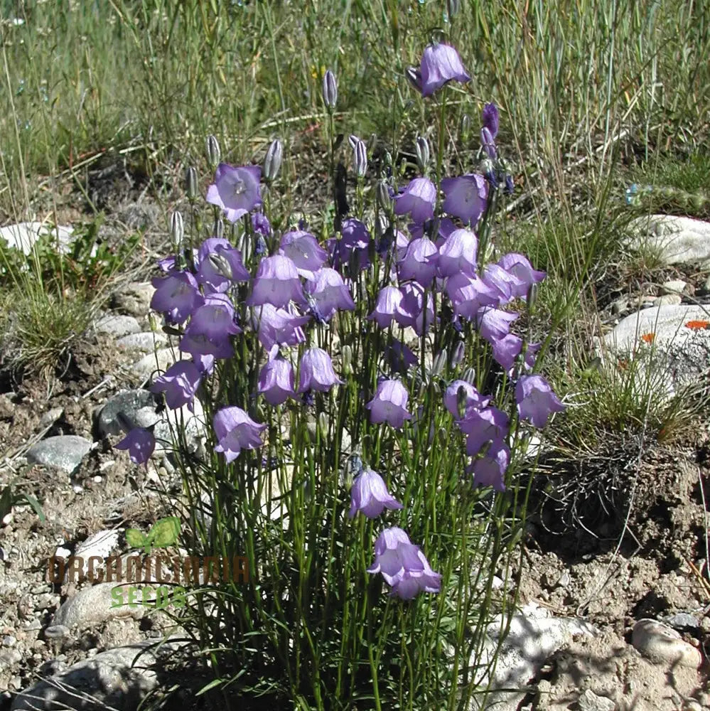 Harebell Flowers Seeds For Planting: Your Ultimate Guide To Growing And Caring For In Garden