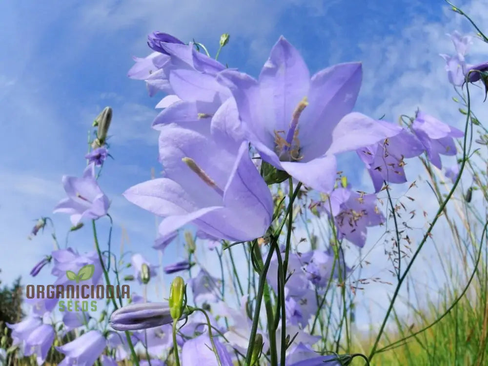 Harebell Flowers Seeds For Planting: Your Ultimate Guide To Growing And Caring For In Garden