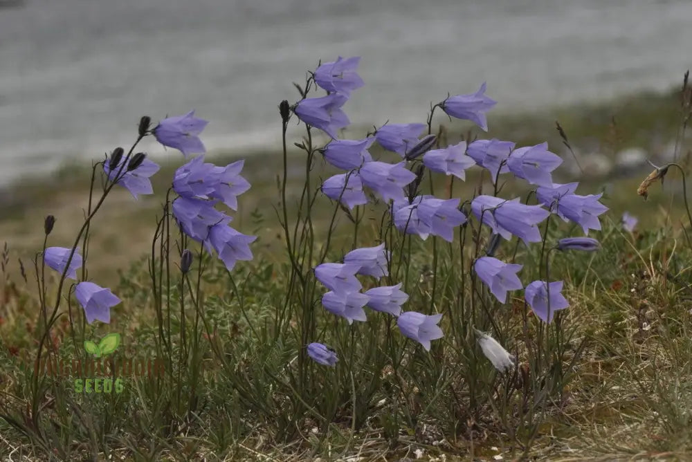 Harebell Flowers Seeds For Planting: Your Ultimate Guide To Growing And Caring For In Garden