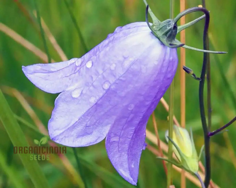 Harebell Flowers Seeds For Planting: Your Ultimate Guide To Growing And Caring For In Garden