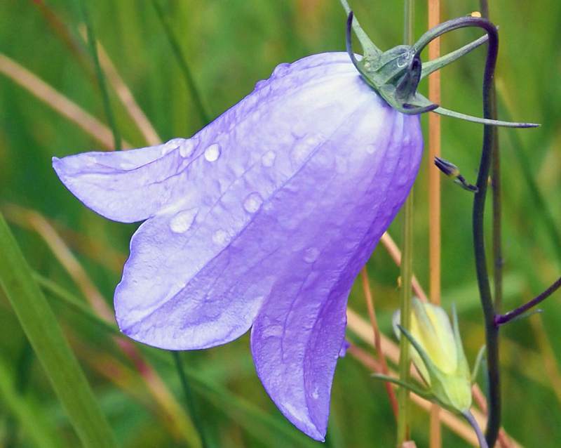 Harebell Flowers Seeds For Planting: Your Ultimate Guide to Growing and Caring for Harebell in Your Garden