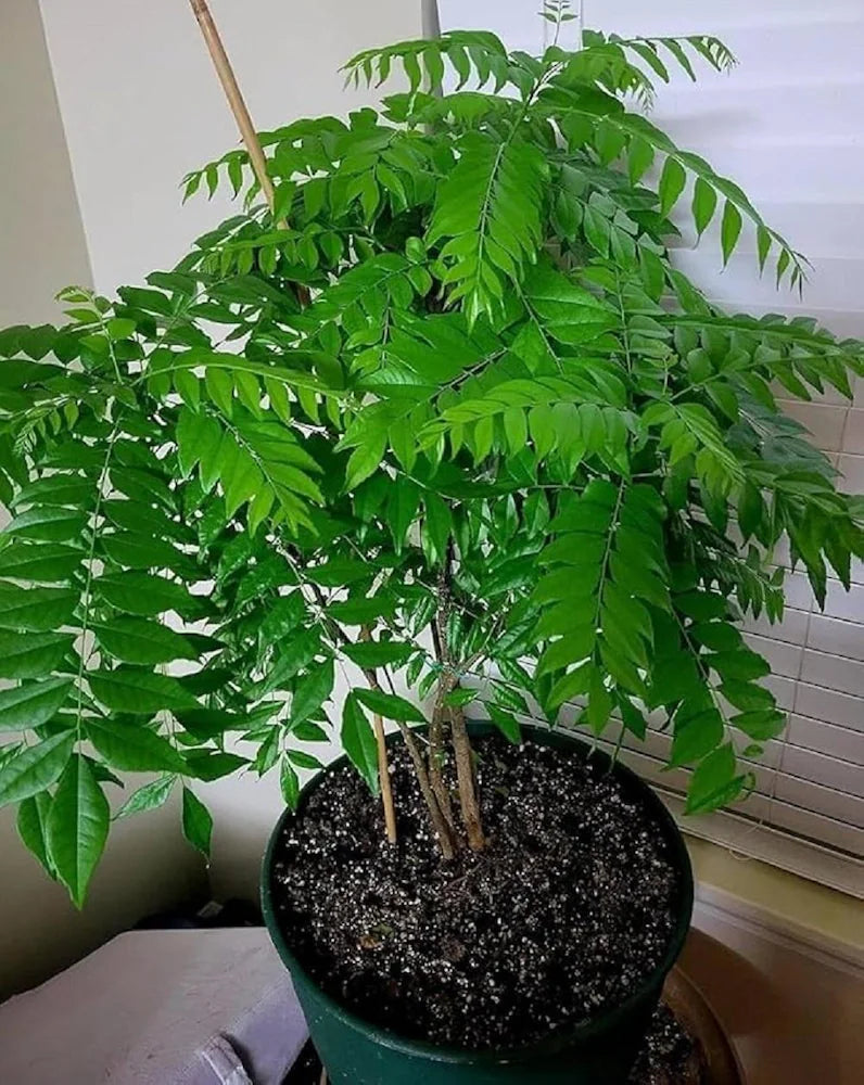 Graines de légumes à feuilles de curry biologiques à planter, cultivez le plaisir culinaire dans votre jardin