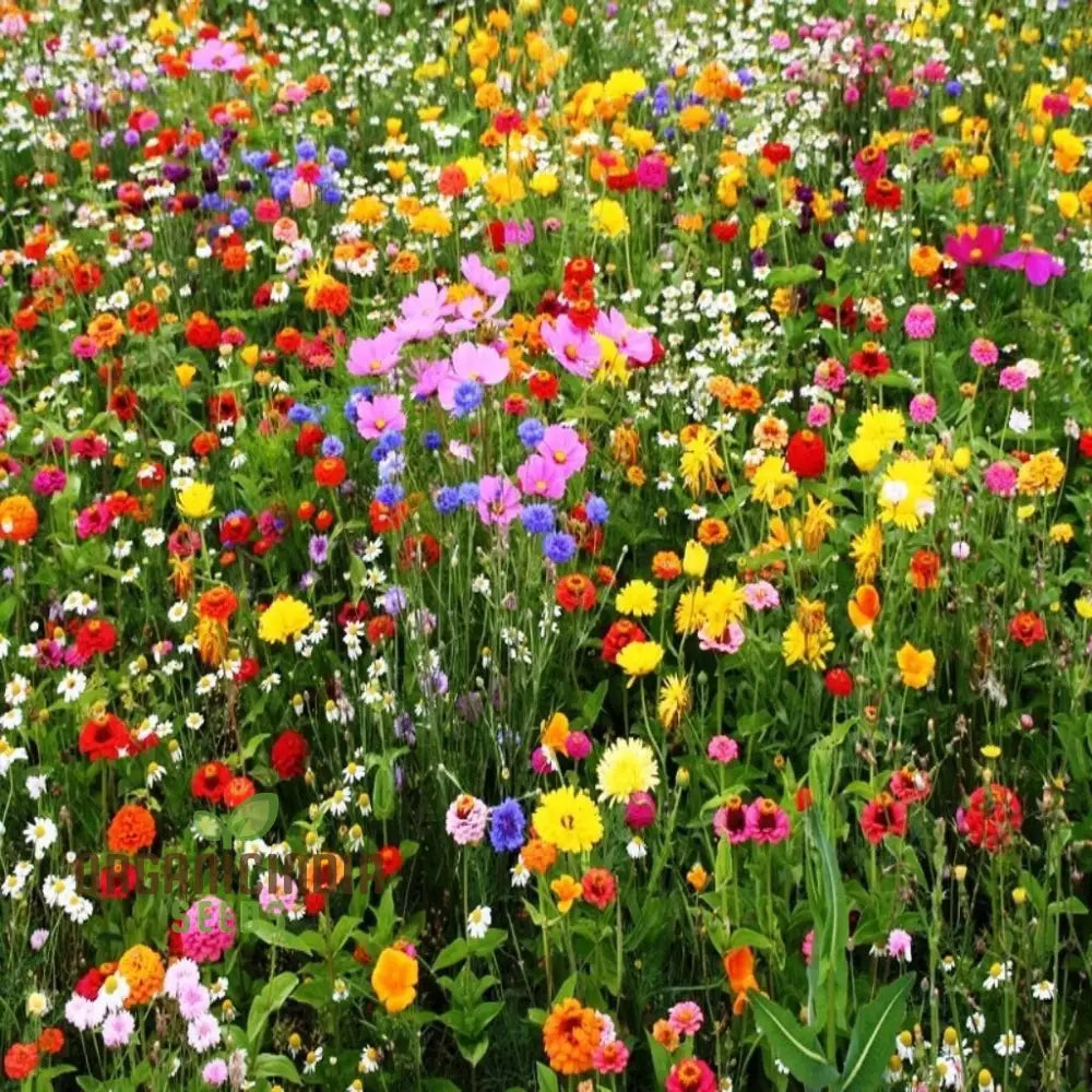 Harmonious Haven Flower Seeds For Planting: Hedgerow Wildflower Mix - Cultivate Serenity With A