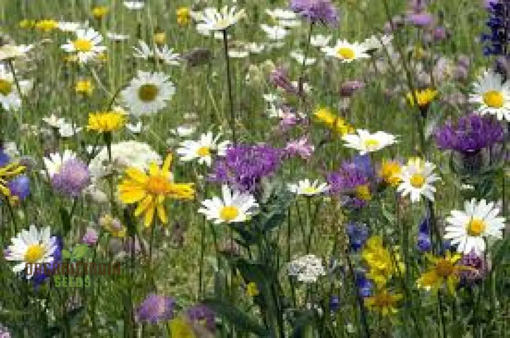 Harmonious Haven Flower Seeds For Planting: Hedgerow Wildflower Mix - Cultivate Serenity With A