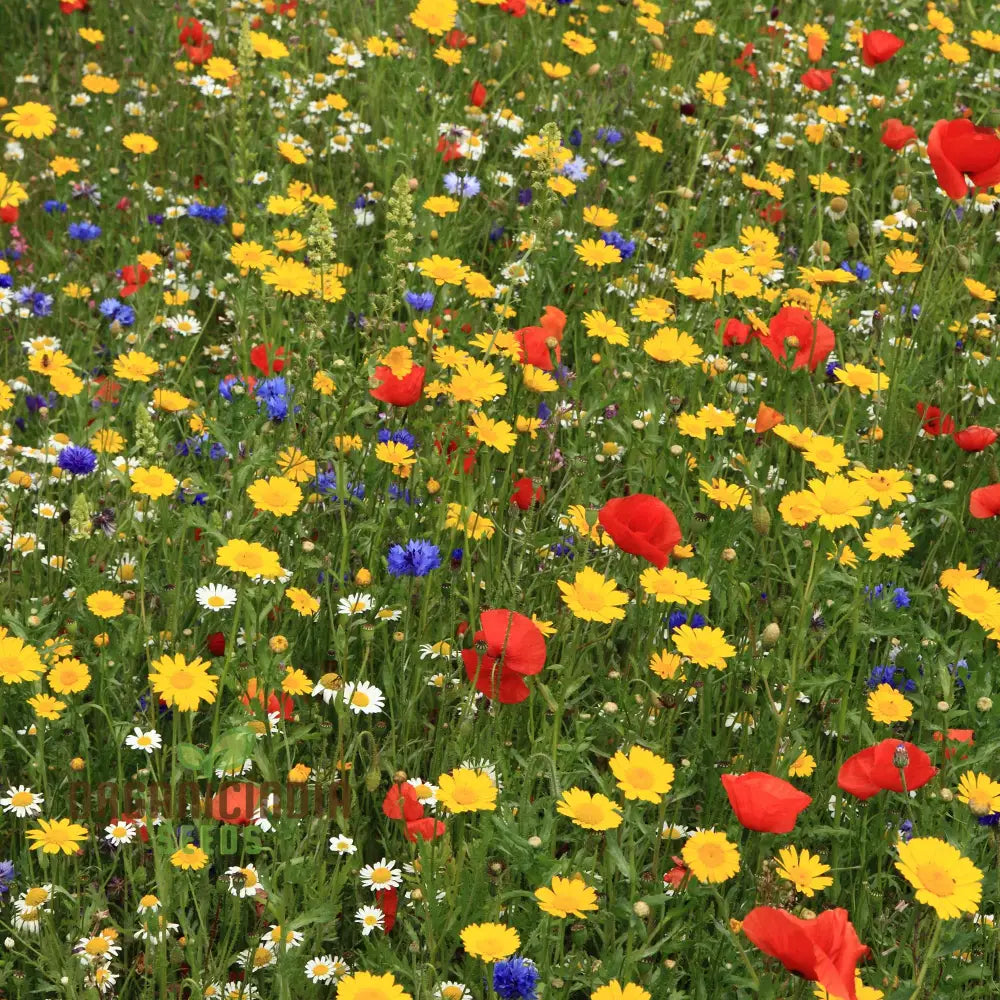 Harmonious Haven Flower Seeds For Planting: Hedgerow Wildflower Mix - Cultivate Serenity With A