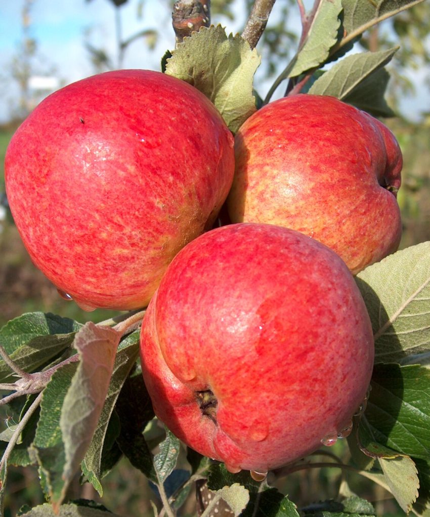 Foxwhelp Apple Seeds for Planting – Traditional Tart & Bold Cider Apples