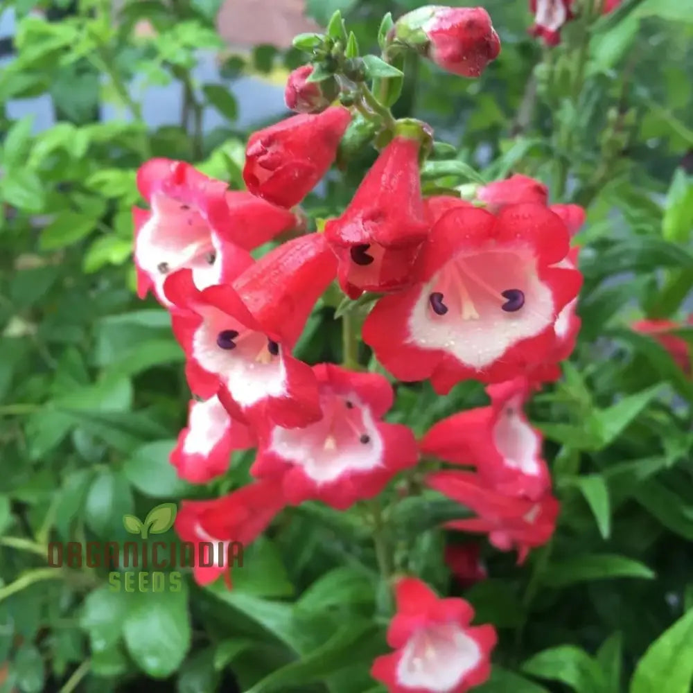 Hartwegii Scarlet Queen Flower Seed For Planting Penstemon Seeds Red Herb - Non-Gmo Heirloom