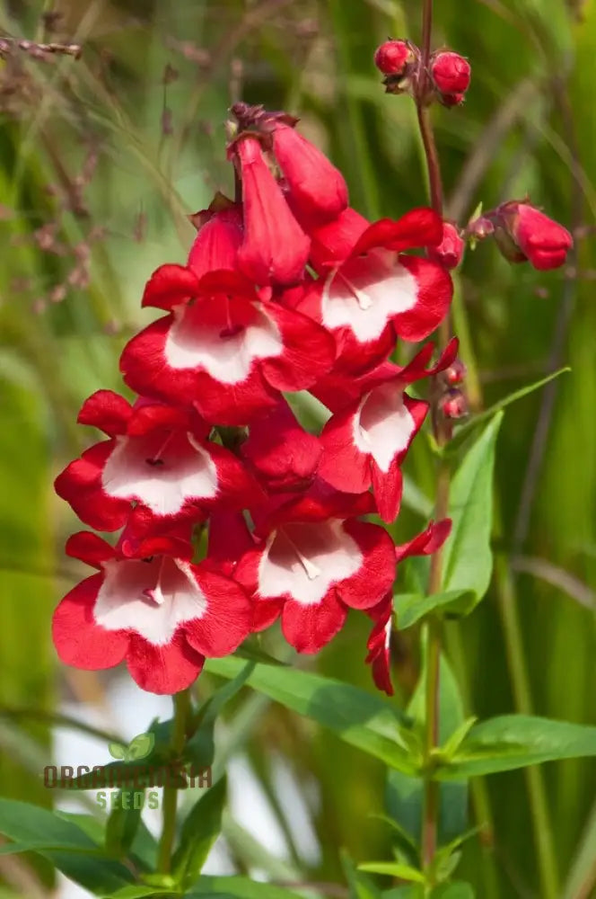 Hartwegii Scarlet Queen Flower Seed For Planting Penstemon Seeds Red Herb - Non-Gmo Heirloom