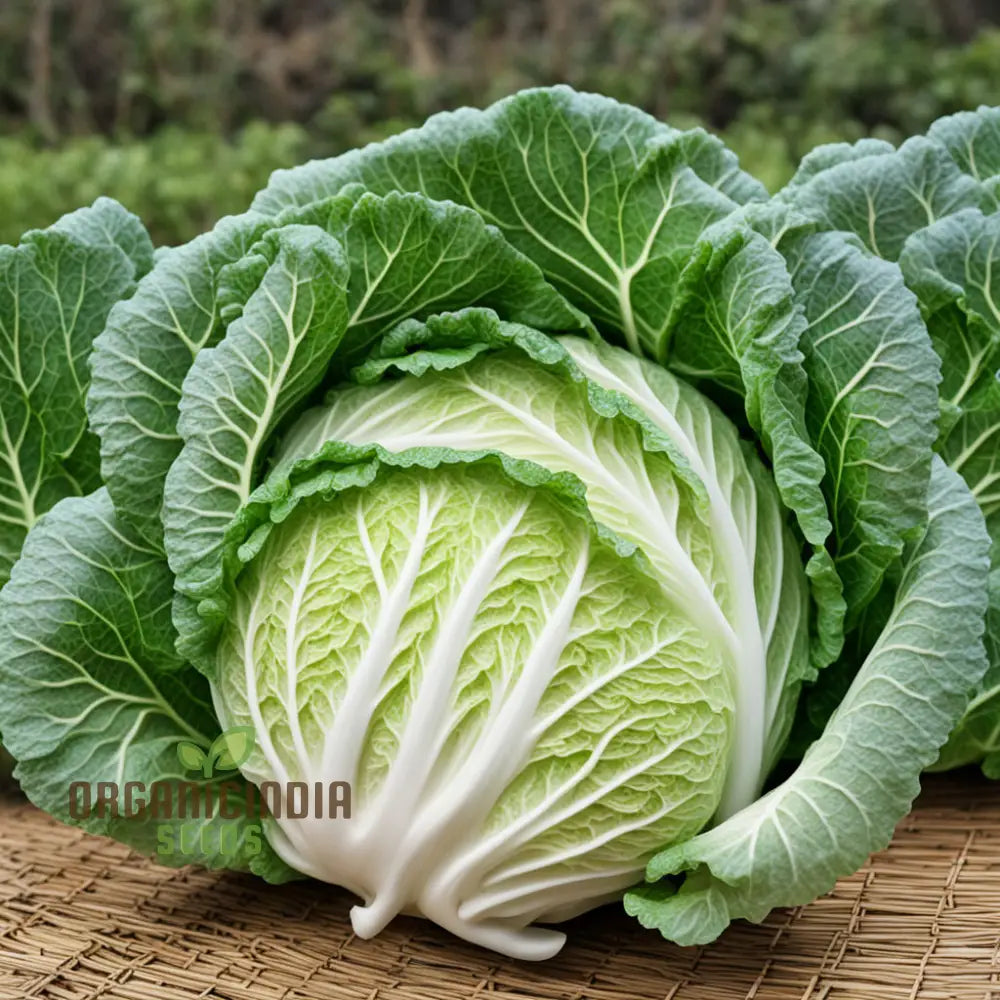 Harvest Gourmet Delights Chinese Cabbage Seeds For Cultivating Flavorful Feasts Leafy Greens