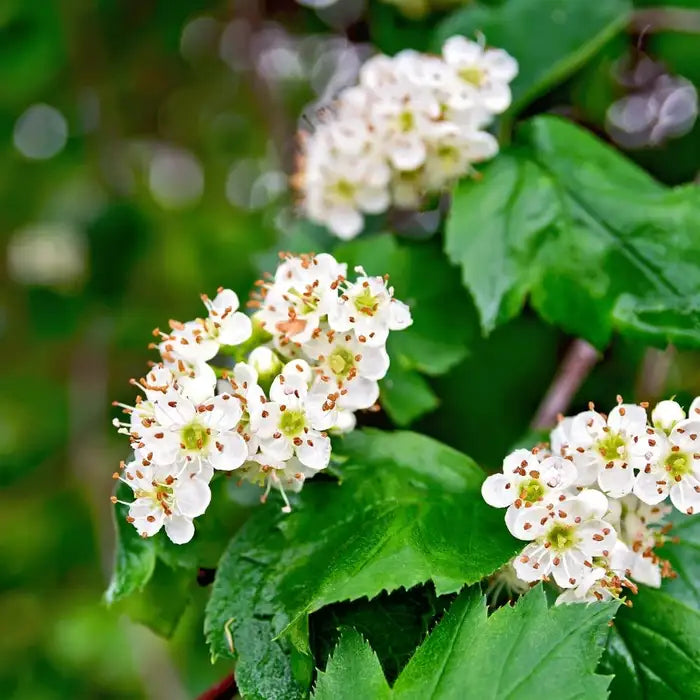 Englischer Weißdorn Samen - Gewöhnlicher Weißdorn Laubbaum oder Strauch, Zierpflanze und essbare Früchte für den Garten