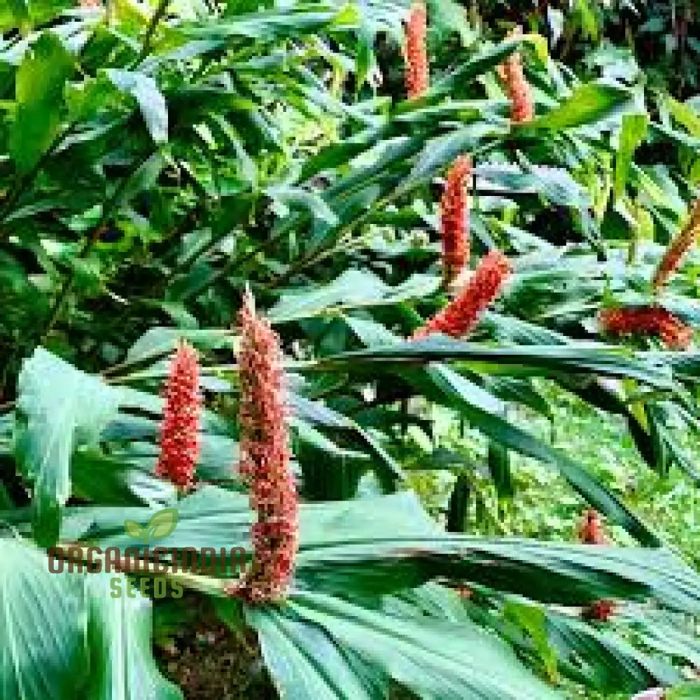 Hedychium Densiflorum â€™Assam Orangeâ€™ Seeds - Exotic Assam Orange Ginger Lily For Vibrant Garden