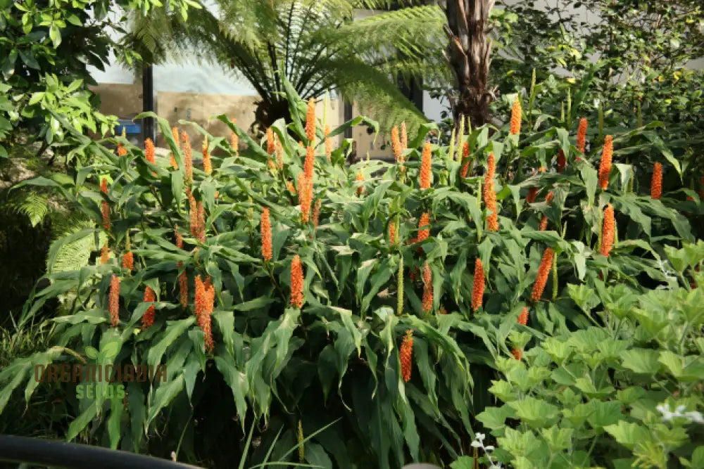 Hedychium Densiflorum â€™Assam Orangeâ€™ Seeds - Exotic Assam Orange Ginger Lily For Vibrant Garden