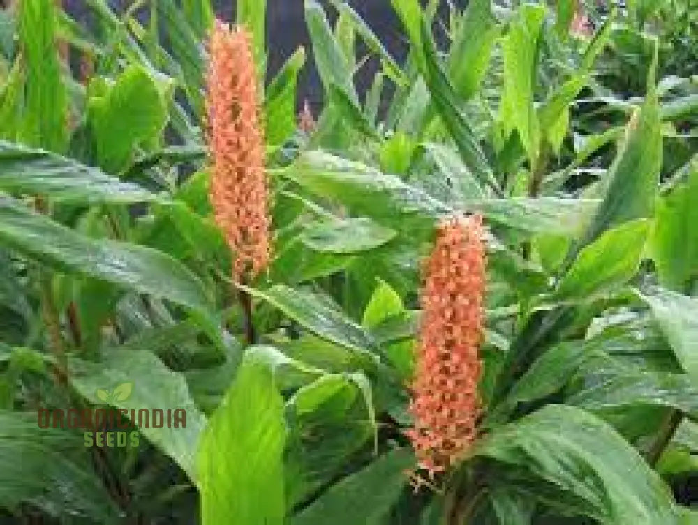 Hedychium Densiflorum â€™Assam Orangeâ€™ Seeds - Exotic Assam Orange Ginger Lily For Vibrant Garden