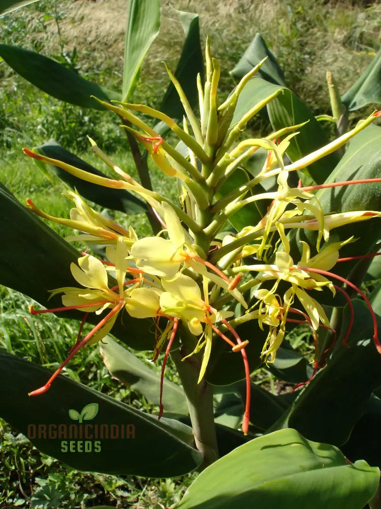 Hedychium Gardnerianum Seeds: Exotic Ginger Lily For Your Garden - Fragrant Blooms Easy Care