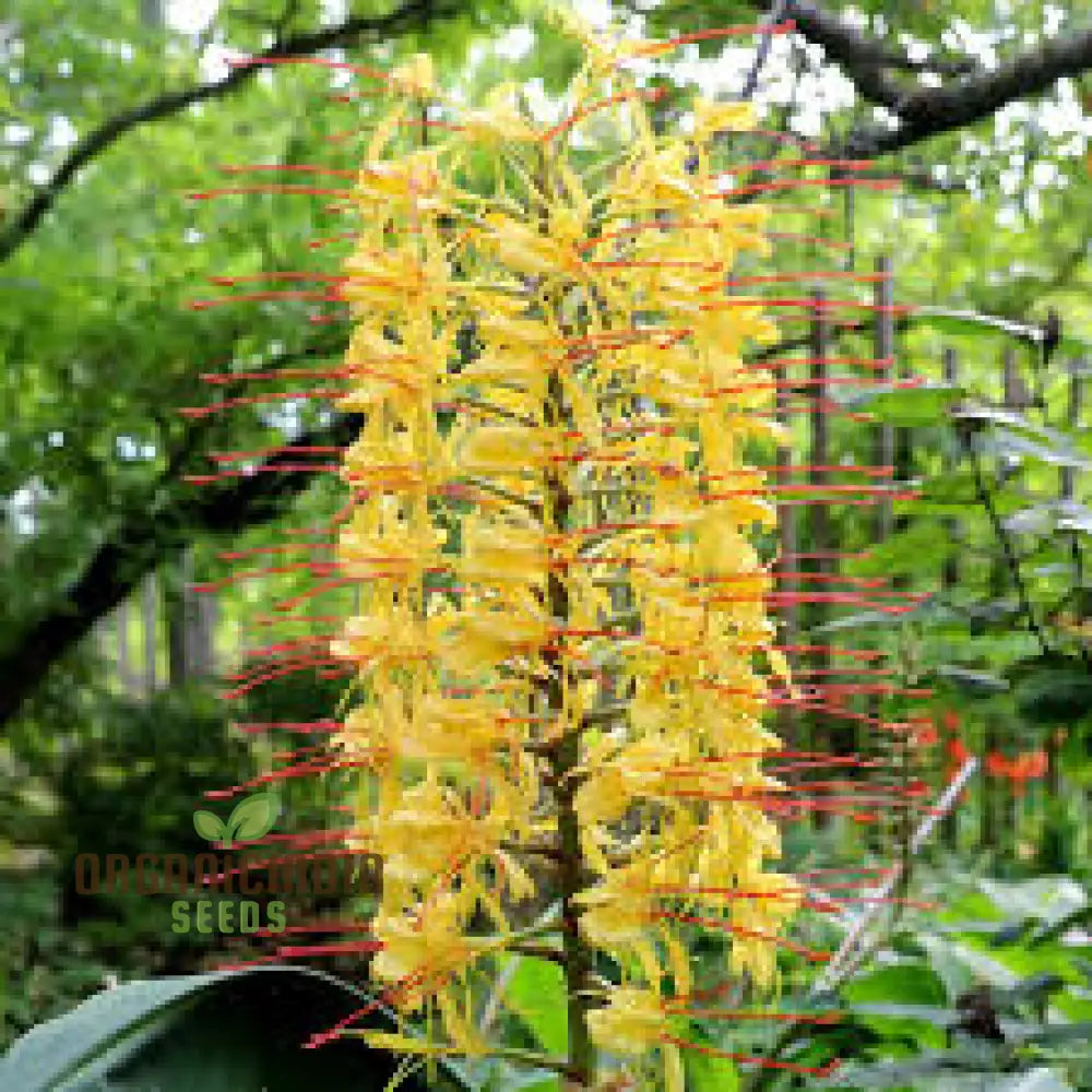 Hedychium Gardnerianum Seeds: Exotic Ginger Lily For Your Garden - Fragrant Blooms Easy Care