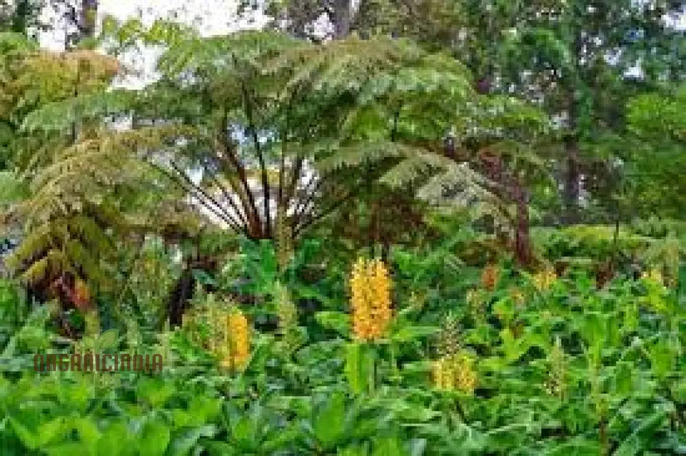 Hedychium Gardnerianum Seeds: Exotic Ginger Lily For Your Garden - Fragrant Blooms Easy Care