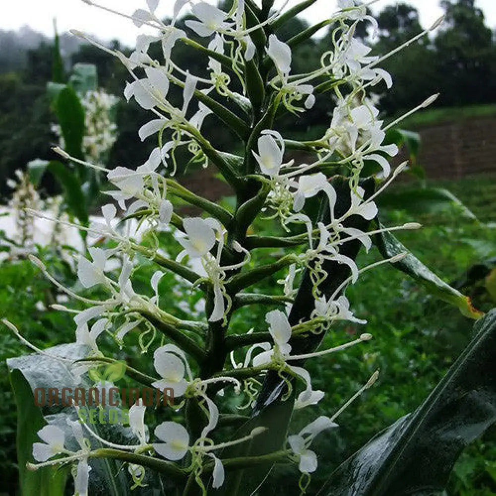 Hedychium Stenopetalum Seeds - Exotic Ginger Lily For Vibrant Gardens | Rare With Fragrant Blooms