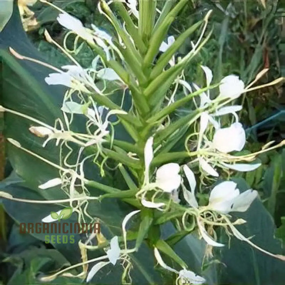 Hedychium Stenopetalum Seeds - Exotic Ginger Lily For Vibrant Gardens | Rare With Fragrant Blooms