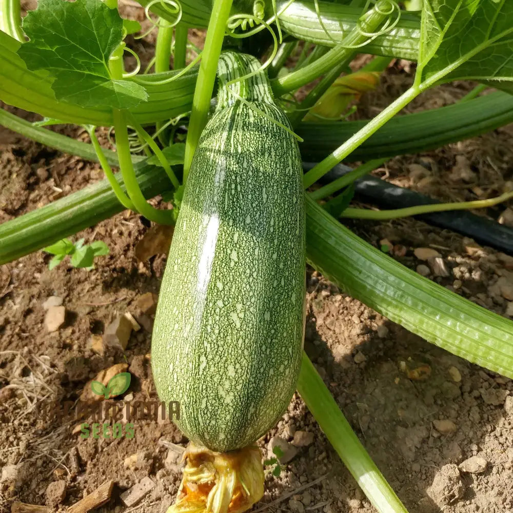 Heirloom Grey Zucchini Squash Seeds For Planting Grow Your Own Flavorful & Nutritious Zucchinis And