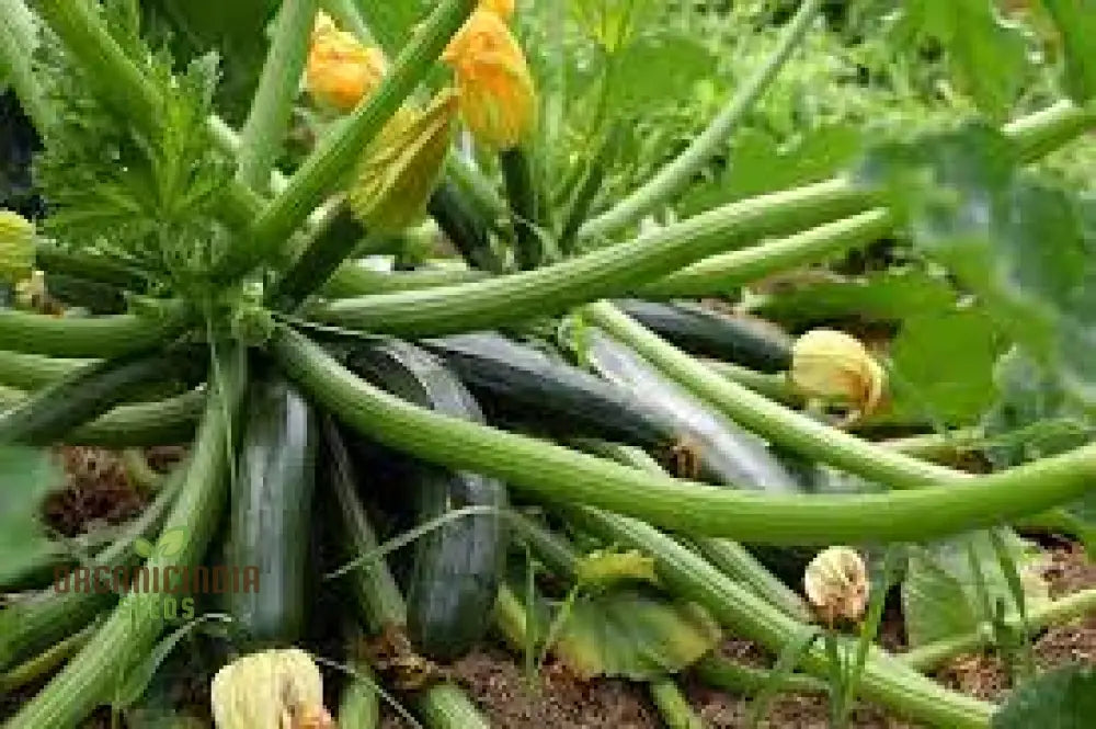 Heirloom Grey Zucchini Squash Seeds For Planting Grow Your Own Flavorful & Nutritious Zucchinis And