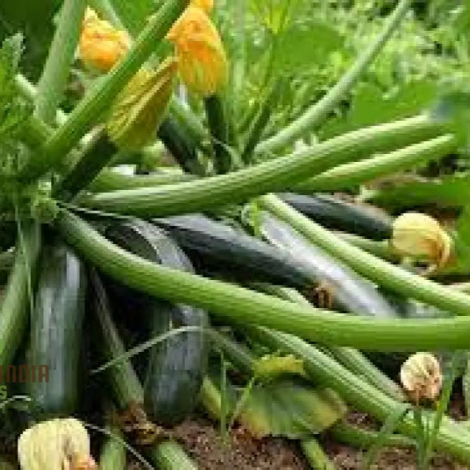 Heirloom Grey Zucchini Squash Seeds For Planting Grow Your Own Flavorful & Nutritious Zucchinis And