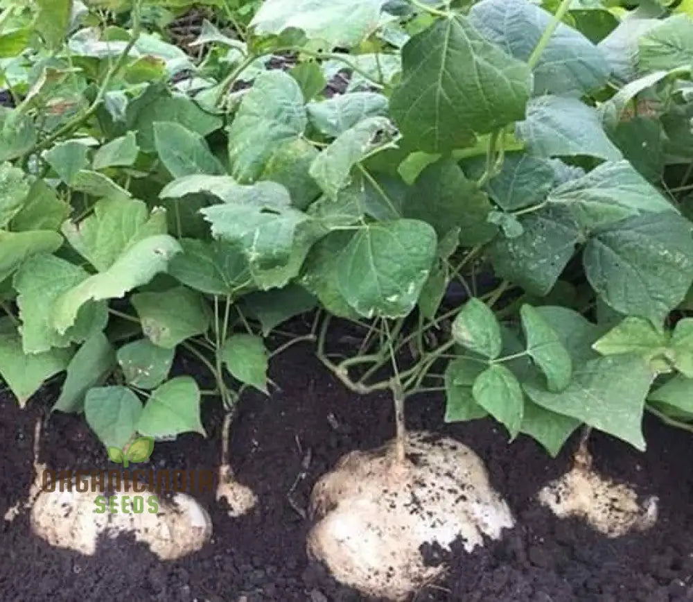 Heirloom Mexican Yam Bean Seeds For Planting Cultivate Vibrant Garden Harvests With Premium