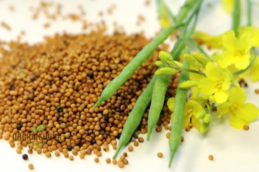 Heirloom Mustard Seeds For Planting Grow Flavorful & Nutritious Greens In Your Garden Leafy