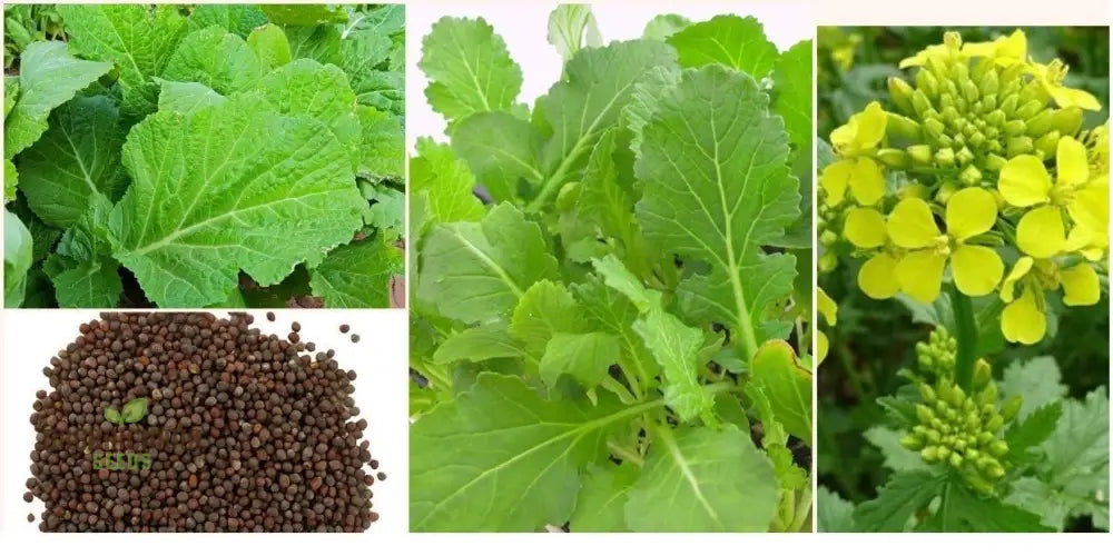 Heirloom Mustard Seeds For Planting Grow Flavorful & Nutritious Greens In Your Garden Leafy