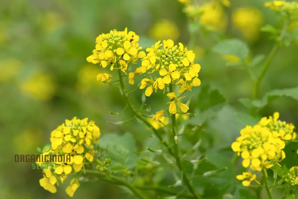 Heirloom Mustard Seeds For Planting Grow Flavorful & Nutritious Greens In Your Garden Leafy