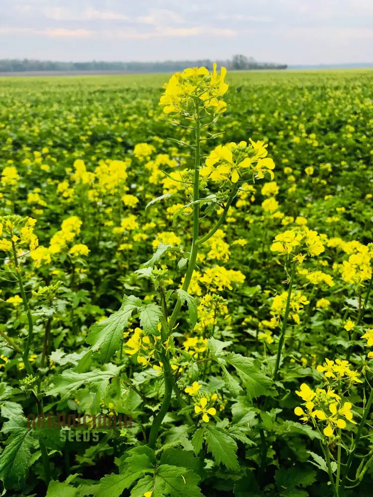 Heirloom Mustard Seeds For Planting Grow Flavorful & Nutritious Greens In Your Garden Leafy