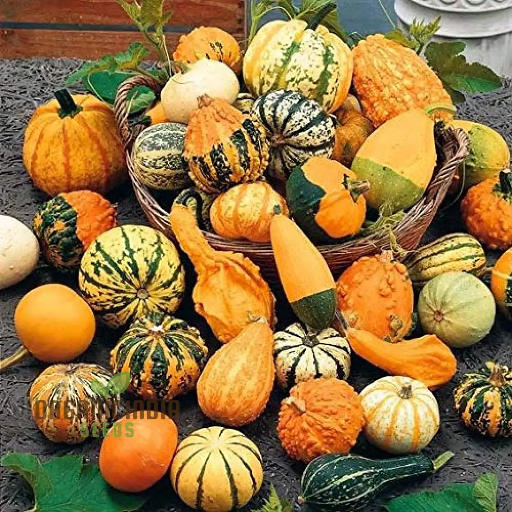 Heirloom Pumpkin Mix Seeds Premium Vegetable For Unique Flavorful Pumpkins Perfect Home Gardens