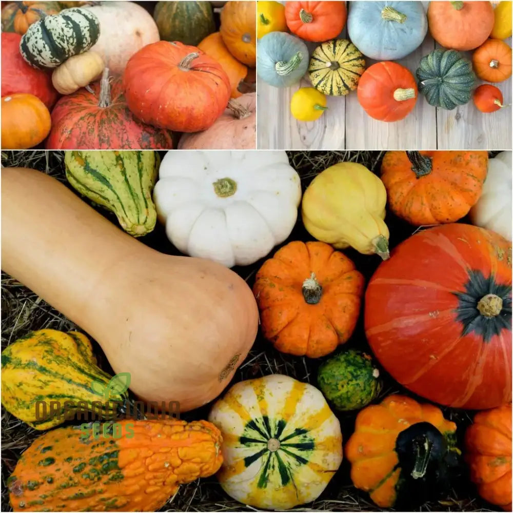 Heirloom Pumpkin Mix Seeds Premium Vegetable For Unique Flavorful Pumpkins Perfect Home Gardens