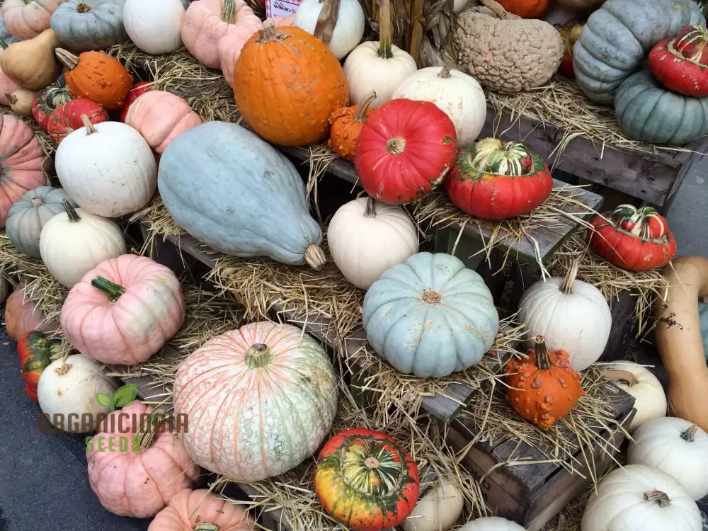 Heirloom Pumpkin Mix Seeds Premium Vegetable For Unique Flavorful Pumpkins Perfect Home Gardens