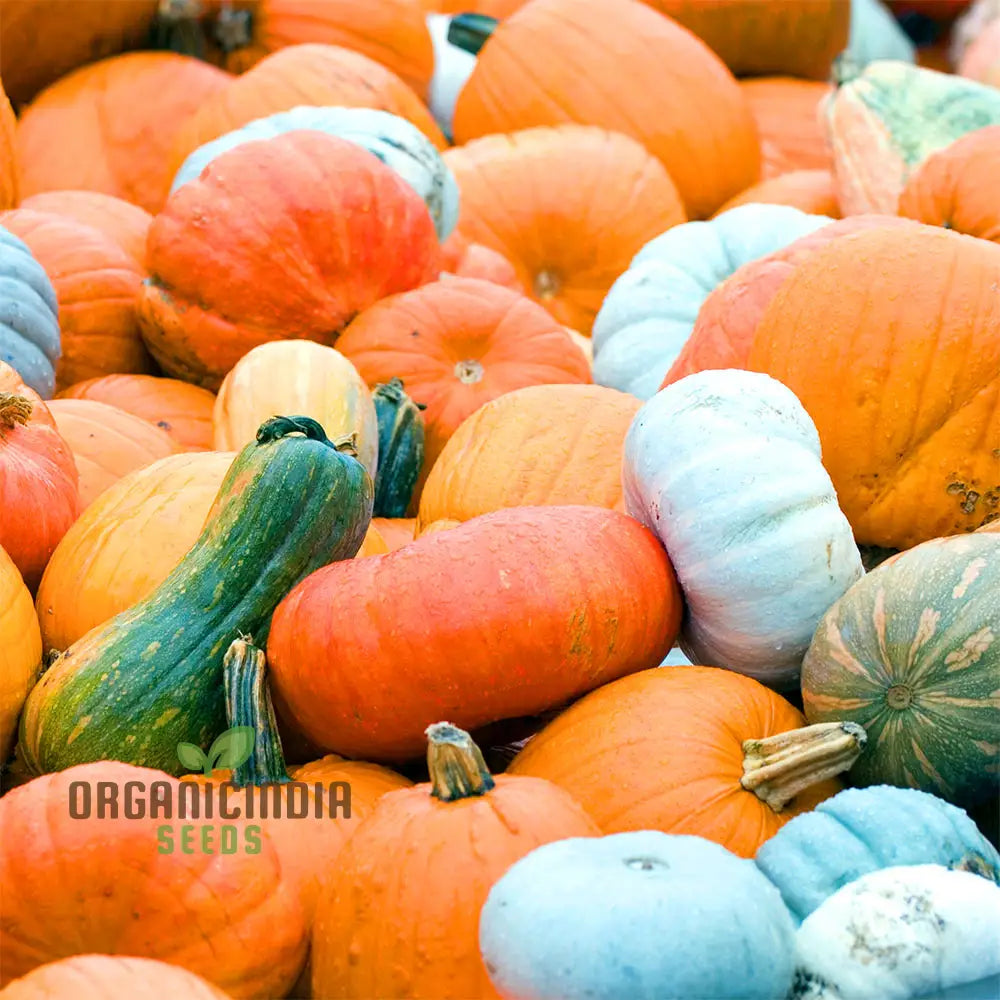 Heirloom Pumpkin Mix Seeds Premium Vegetable For Unique Flavorful Pumpkins Perfect Home Gardens