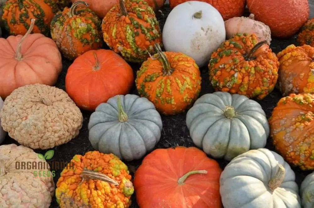 Heirloom Pumpkin Mix Seeds Premium Vegetable For Unique Flavorful Pumpkins Perfect Home Gardens