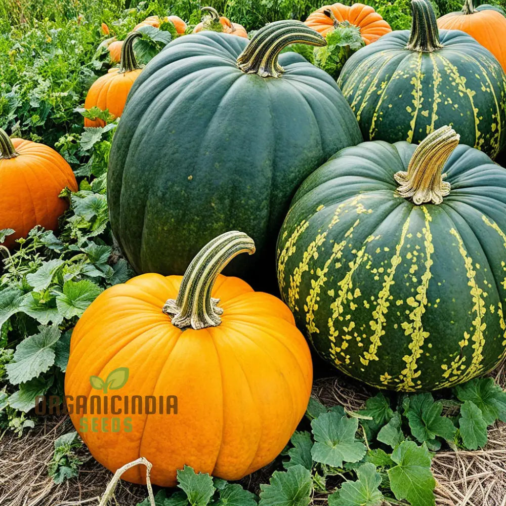 Heirloom Pumpkin Vegetable Seeds For Planting (Cucurbita Pepo) Grow Large Size Pumpkins Squash And