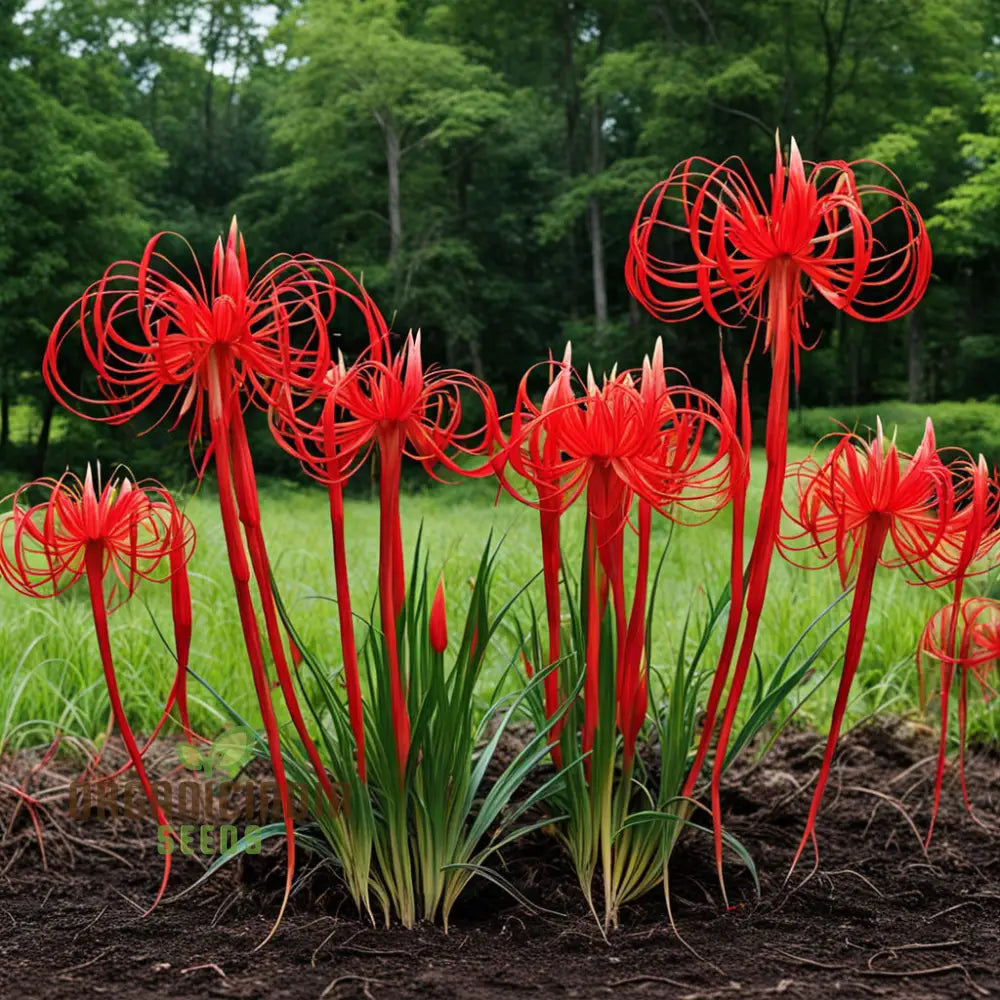 Heirloom Red Spider Lily Flower Seeds Bulbs Lycos’s Radiata For Fall Planting Perennials