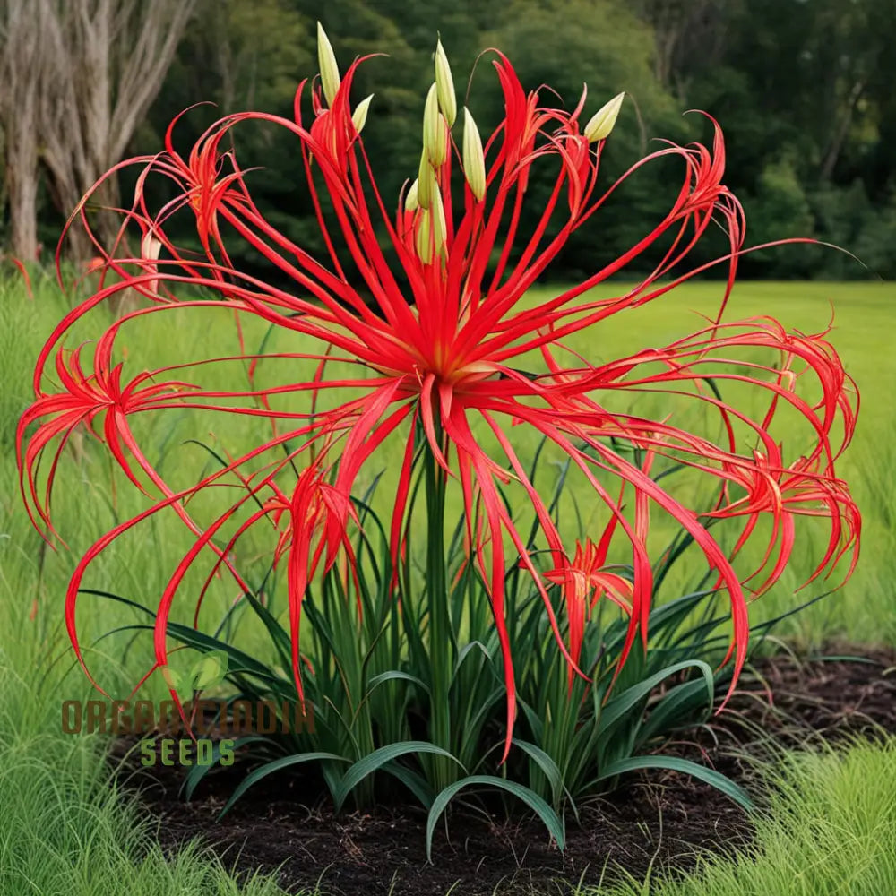 Heirloom Red Spider Lily Flower Seeds Bulbs Lycos’s Radiata For Fall Planting Perennials