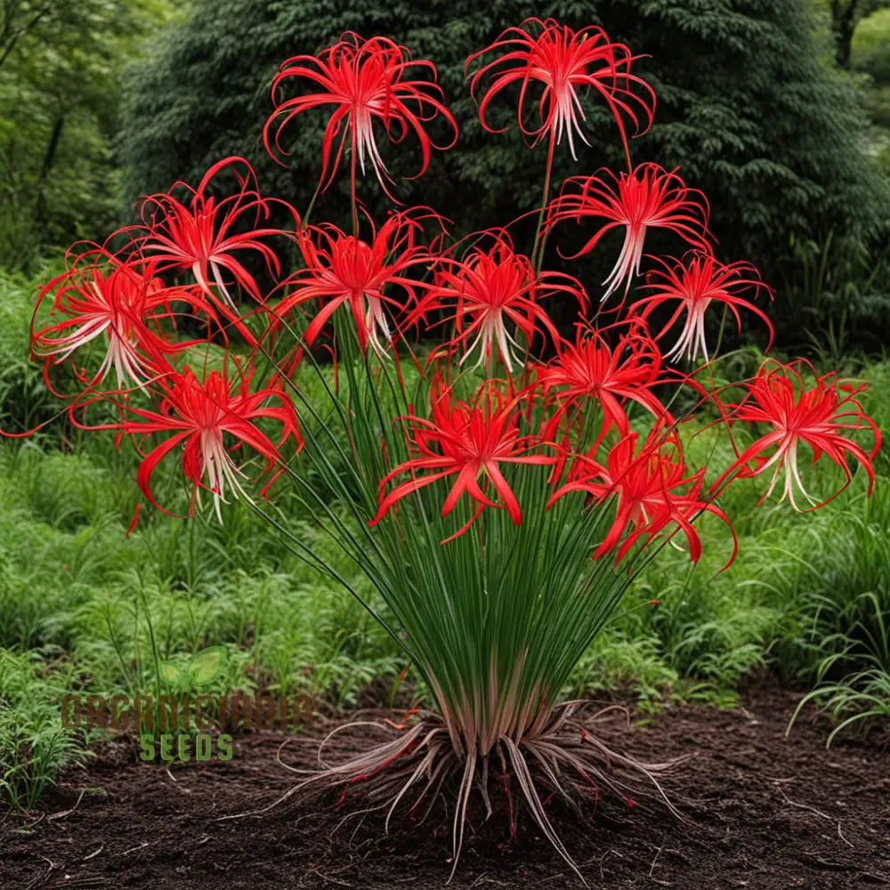 Heirloom Red Spider Lily Flower Seeds Bulbs Lycos’s Radiata For Fall Planting Perennials