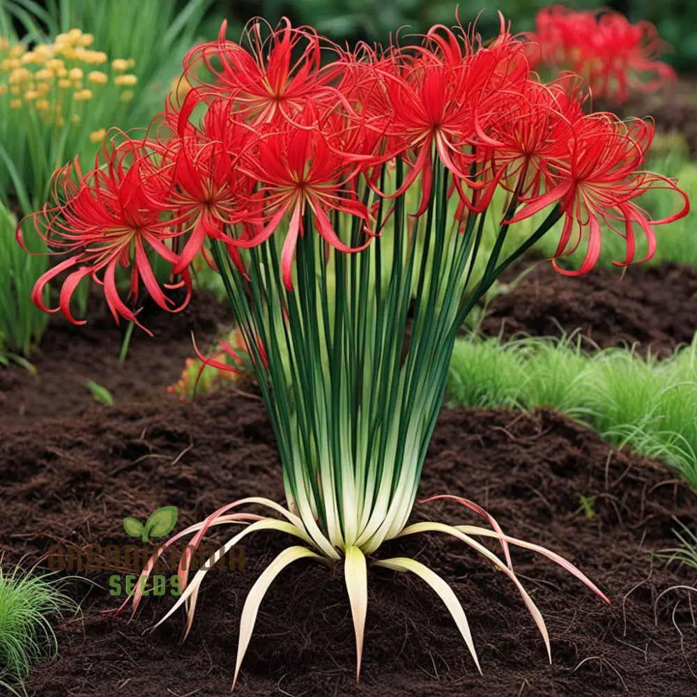 Heirloom Red Spider Lily Flower Seeds Bulbs Lycos’s Radiata For Fall Planting Perennials